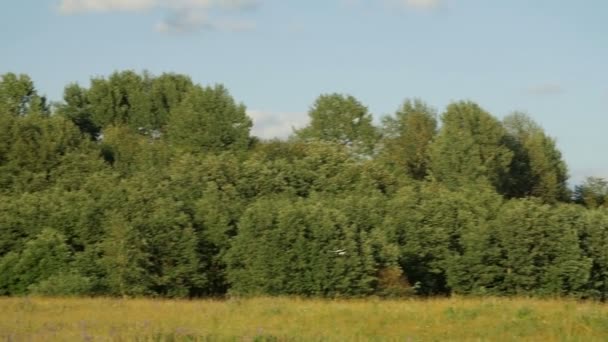 cigogne blanche ciconia volant au-dessus des champs verts d'été 