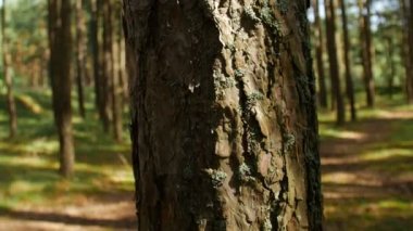 Ormanda güneş ışığı.