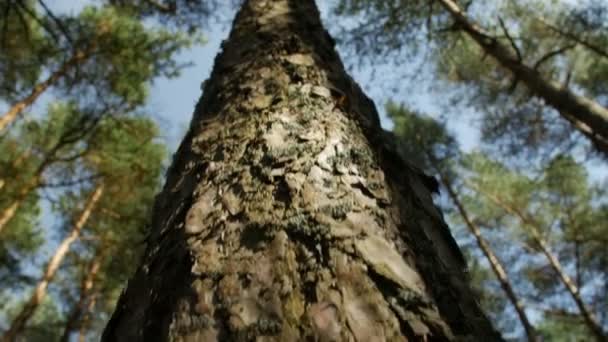 En levant les yeux vers le sommet des pins contre un ciel bleu clair dans la forêt de conifères. Vue à angle bas 