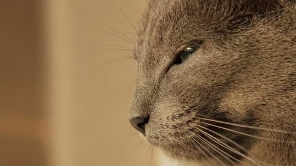 Серый кот крупным планом — стоковое видео