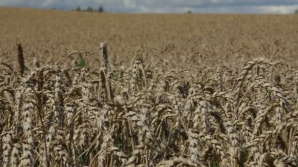 Gran campo de trigo balanceándose en el viento, panorama . — Vídeos de Stock