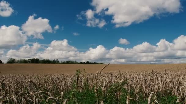 Grande campo di grano ondeggiante nel vento, panorama . — Video Stock