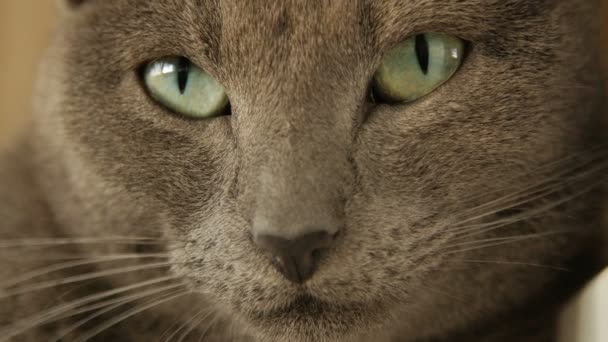 Ρύγχος γκρι γάτα γκρο πλαν — Αρχείο Βίντεο