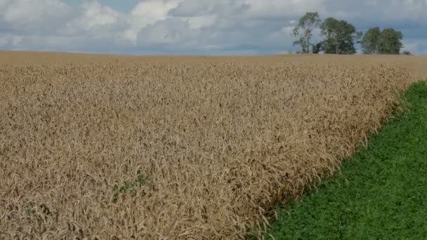 Duże pole pszenicy, kołyszące się na wietrze. — Wideo stockowe