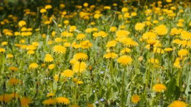Dandelions Sunshine dolly atış.