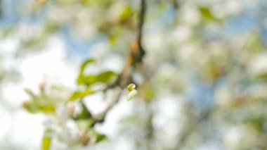 Tek bir İpek iplik tarafından bir ağaçtan sarkan Caterpillar.