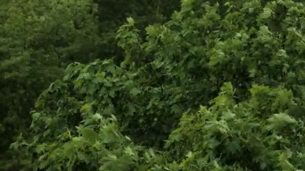 Сильный дождь, сильный ветер трясет ветви деревьев, ливневая вода капает — стоковое видео