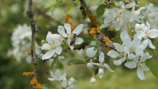 Abeja en una flor de manzano . — Vídeo de stock