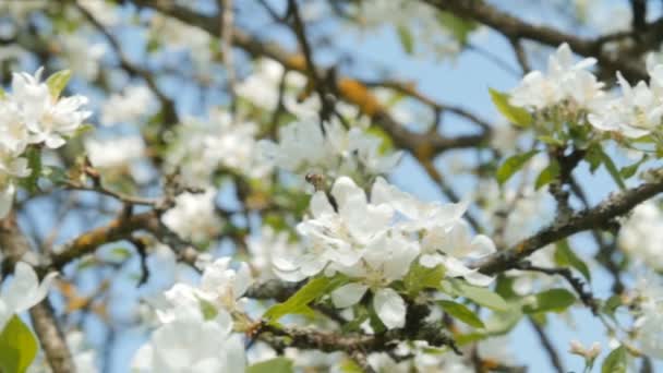 Bi på en apple tree blossom. — Stockvideo