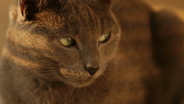 Close-up van portret van schattige katten familie rusten. — Stockvideo