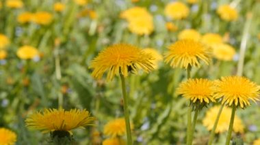 Dandelions Sunshine dolly atış.