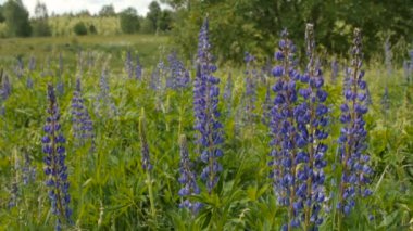 Mavi lupine çayırda.