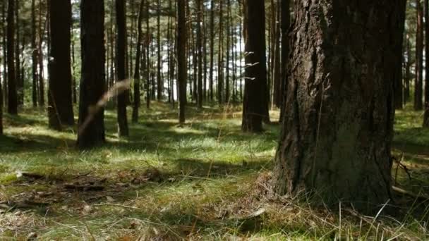 Światło słoneczne promienie w lesie. Pnia drzewa — Wideo stockowe