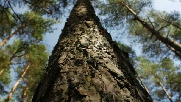 En levant les yeux vers le sommet des pins contre un ciel bleu clair dans la forêt de conifères. Vue à angle bas 
