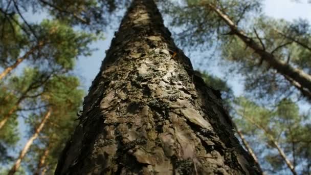 Looking up at pine tree tops against clear blue sky in the coniferous forest. Low angle view — Stock Video