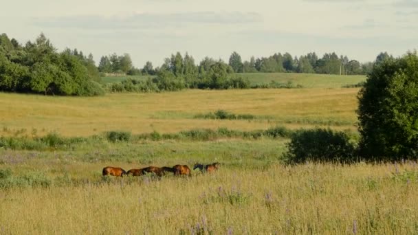 Hästar i grönt fält — Stockvideo