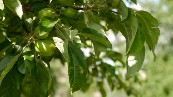 Unreife grüne Äpfel hängen an einem Apfelbaum. — Stockvideo