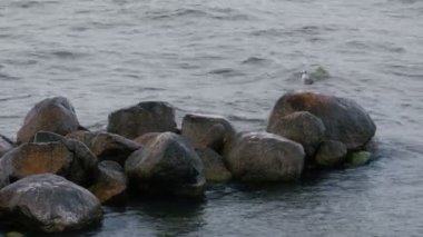 Kayanın üzerinde bir martı.