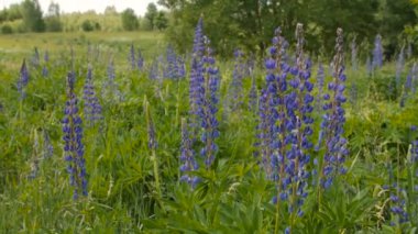 Mavi lupine çayırda.