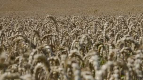 Gran campo de trigo balanceándose en el viento, foco rack . — Vídeos de Stock