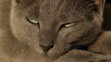 Namlu Gri kedi yakın çekim
