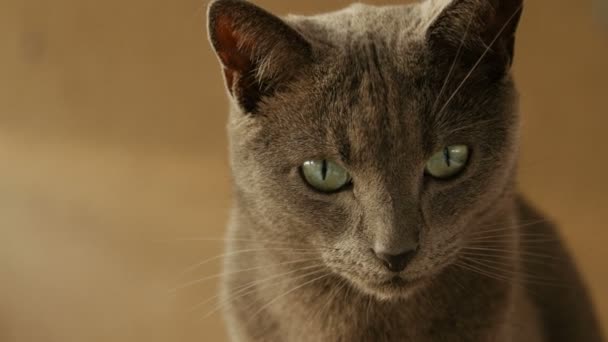 Close up portrait of cute cats family resting. — Stock Video