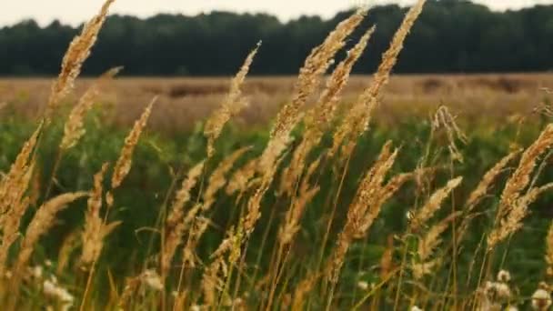 Långa torra gräs gunga i vinden — Stockvideo