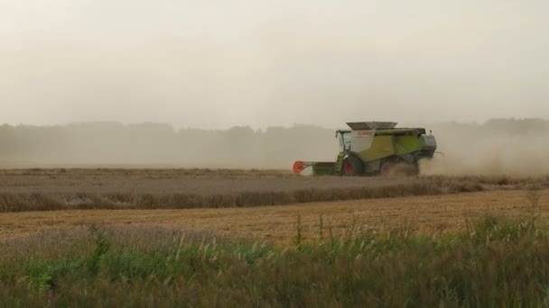 2016 21 de agosto, Lituania, Ukmerges región. Máquina cosechadora para cosechar el trabajo de campo de trigo. Agricultura — Vídeo de stock