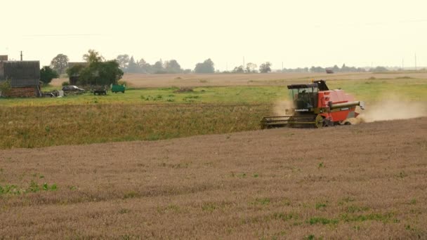 2016 년 8 월 21 일, 리투아니아, Ukmerges 지역입니다. 수확 기계 수확 밀 필드 작업입니다. 농업 — 비디오