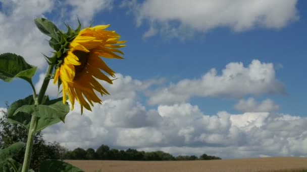 One sunflower in a field, agriculture summer day — Stock Video