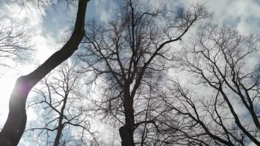 Kamera bulutlu bir gökyüzüne karşı ağaçların arasından sola döner..