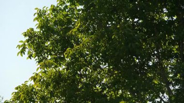 Ağaç dallarında hışırdayan yapraklar rüzgarda yavaşça hareket ediyor. Kamera yukarı doğru eğiliyor.