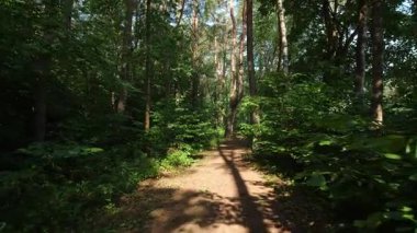 POV yazın güneşli bir orman yolunda yürüyor.