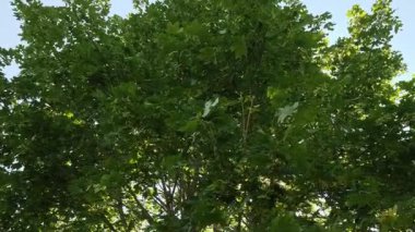 Kamera ağacın altında hareket ediyor, güneş ışığı yaprakların arasından geçiyor. Düşük açılı çekim.