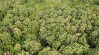 Sonbaharın başındaki bir ormanın hava görüntüleri, geriye doğru hareket eden insansız hava aracı, ormanın ekolojik öneminin bir hatırlatıcısı..
