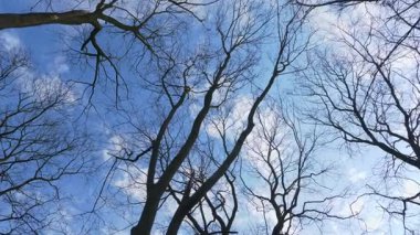 Parkın alt tarafındaki ağaçların manzarası. Beyaz bulutlar, mavi gökyüzü.