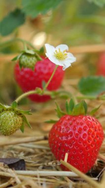 Doğanın cömertliğinin güzelliğini gösteren meyve ve çiçekli bir çilek. Dikey video.