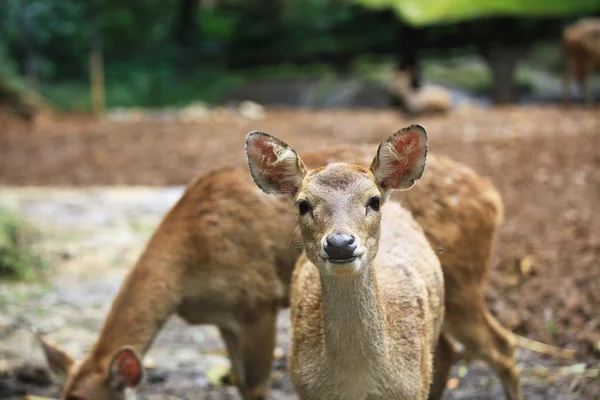 Hayvanat Bahçesi Safari geyik