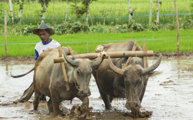 çalışma alanları