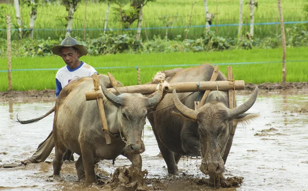 çalışma alanları