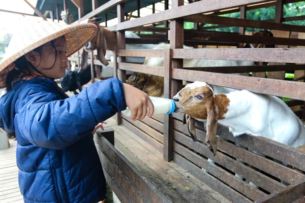 Küçük kuzu süt biberonla beslemek 