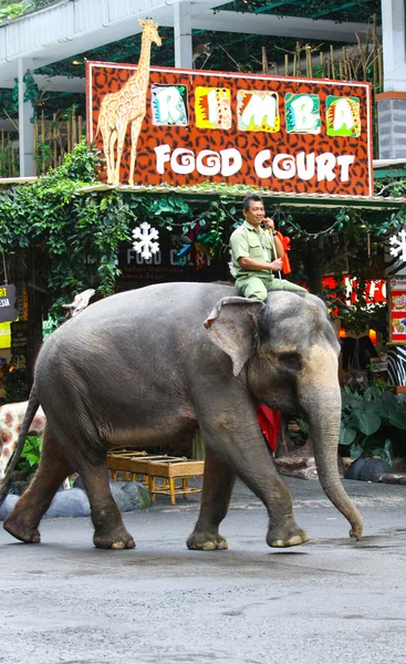 Fil Hayvanat Bahçesi bekçisi