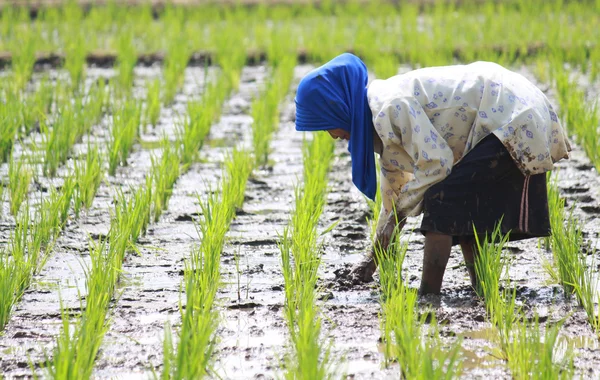 Yaşlı kadın çiftçi