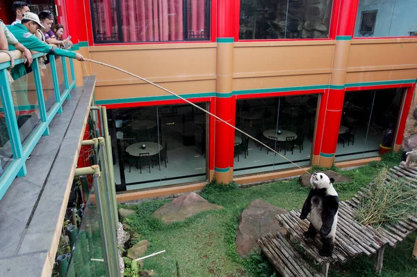 Çinli dev bir panda olan Cai Tao (erkek), Taman Safari Endonezya 'da muhafaza edilir..