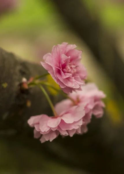 Нежность цветения — стоковое фото