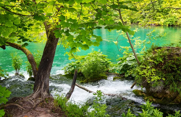 Nemzeti park a Plitvicei-tavak, Horvátország — Stock Fotó