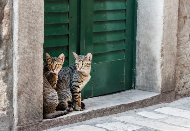 Kedi İkizler Sibenik City Bizanslılar sokakta. Hırvatistan.