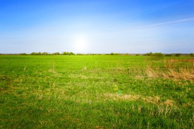 Yeşil çim alan ve parlak mavi gökyüzü. Arka plan.