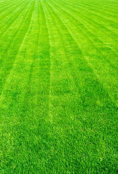 Veld van groen gras in de zomer, achtergrond — Stockfoto