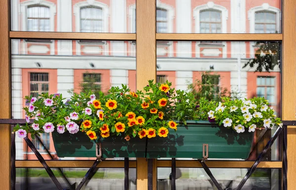 Pencere kutusu çiçek aranjmanı. St Petersburg. Rusya